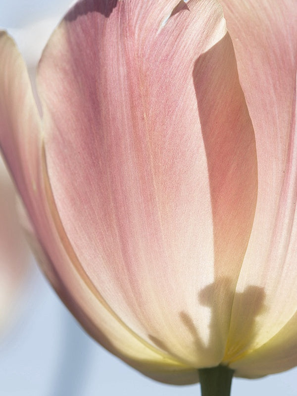 La Tulipe (Byredo Type) 鬱金香