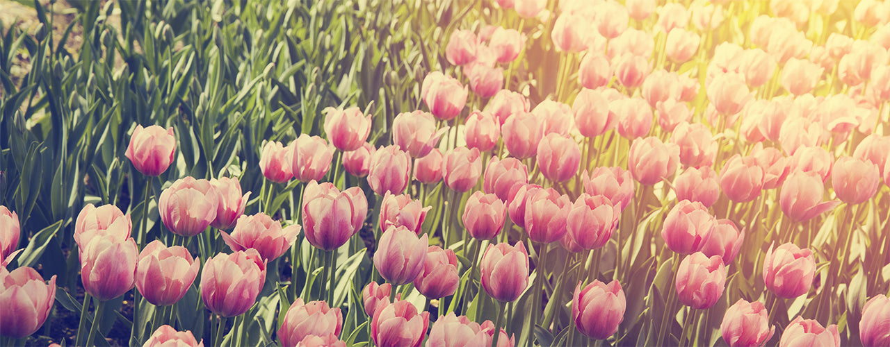 La Tulipe (Byredo Type) 鬱金香