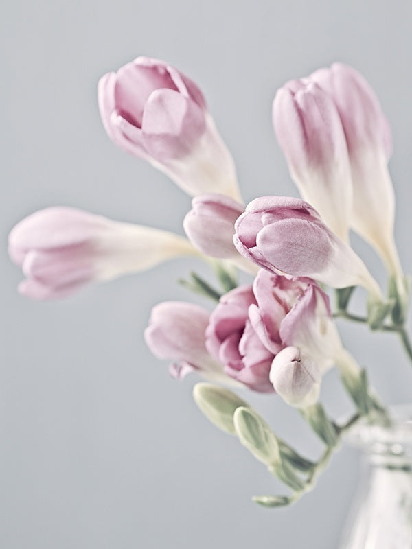 Santa Maria Freesia (SMN Type) 鳶尾科