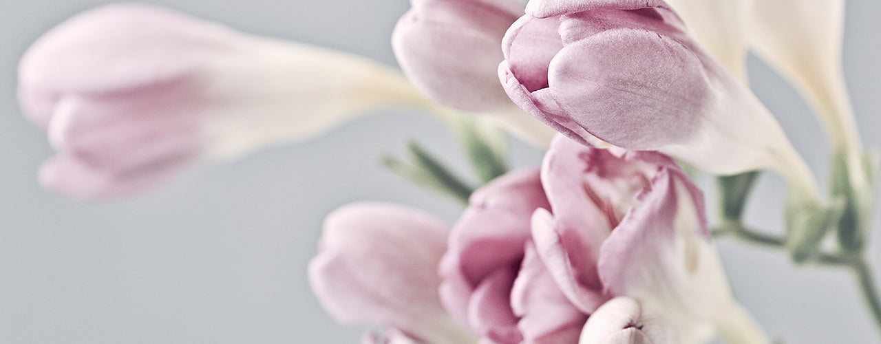 Santa Maria Freesia (SMN Type) 鳶尾科