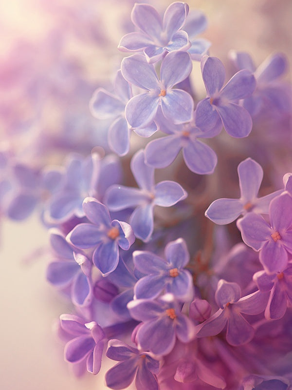 Lilac, En Passant (Frederic Malle Type) 雨後紫丁香