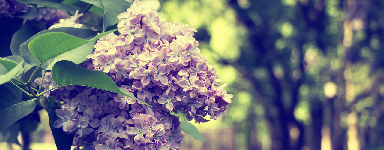 Lilac, En Passant (Frederic Malle Type) 雨後紫丁香