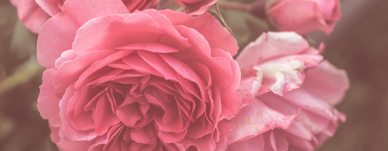 Modigliani Portrait (Frederic Malle Type) 女人的自畫像