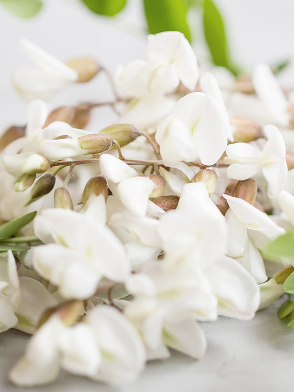 Acacia (Black Locust)  金合歡 (刺槐)