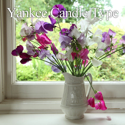 Garden Sweet Pea (YC Type)