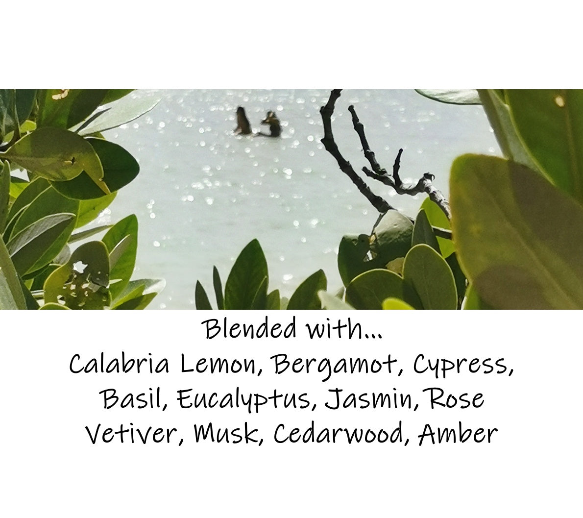 Mirto (Acqua di Parma Type)