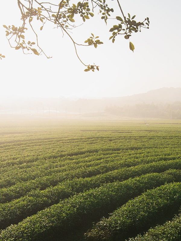 Green Tea Citrus (Balinese concept) 綠茶柑橘