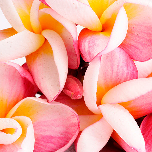 Plumeria(BBW Type) 雞蛋花