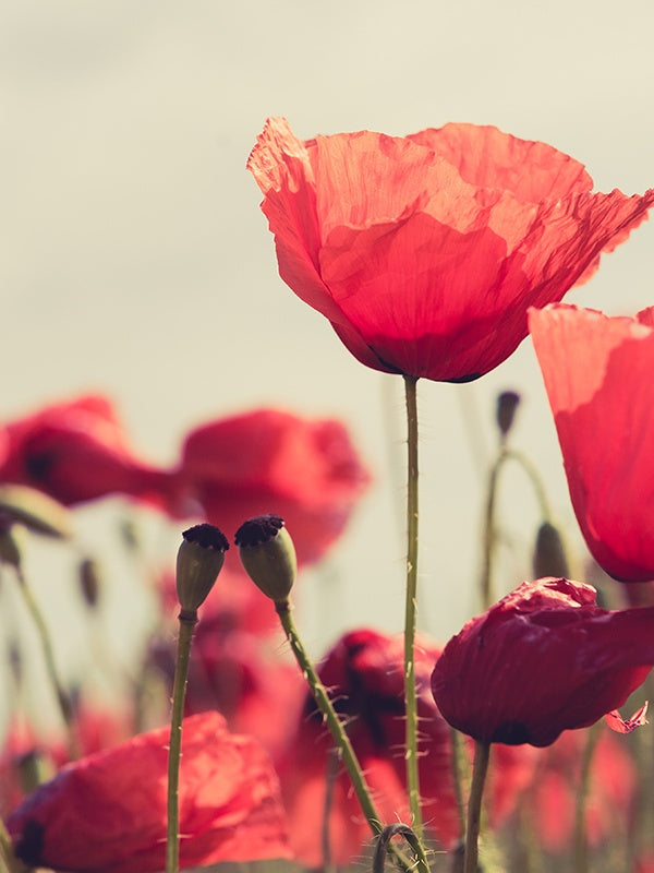 Flower By Kenzo (K Type)