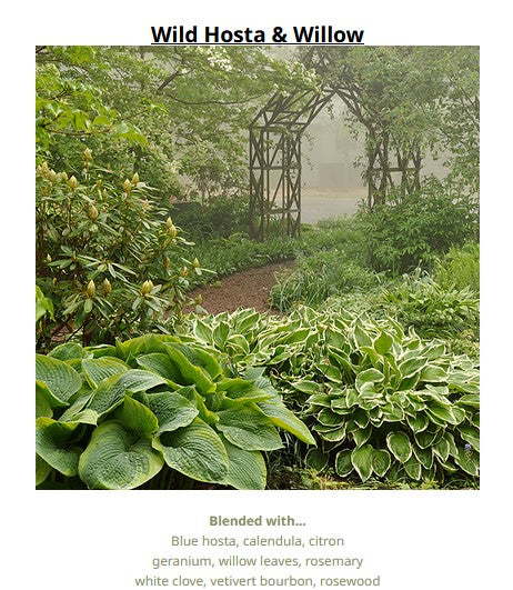 Wild Hosta & Willow 野生玉簪和柳樹