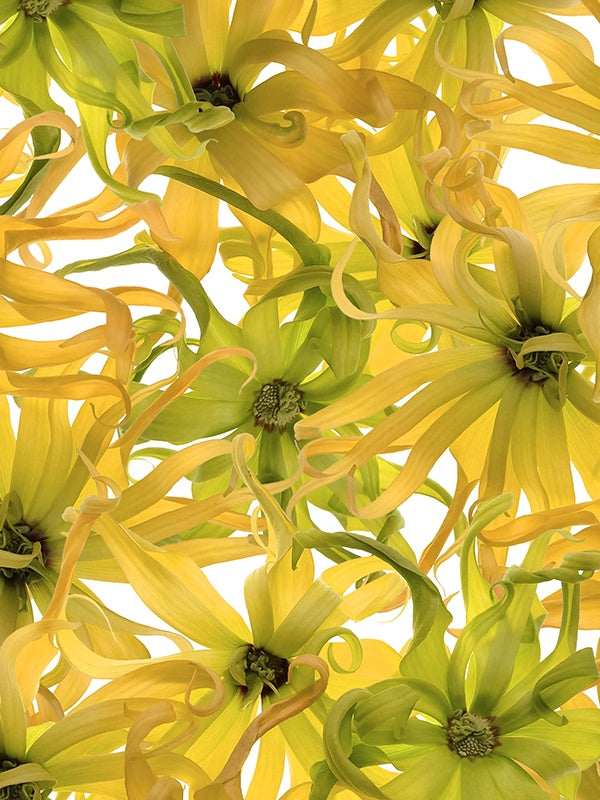 Eau Moheli (DiptyqueType) 依蘭之水