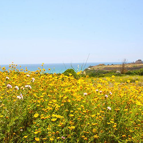 Eau Moheli (DiptyqueType) 依蘭之水