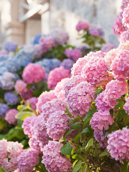 Hydrangea (Yankee Candle Type) 繡球花