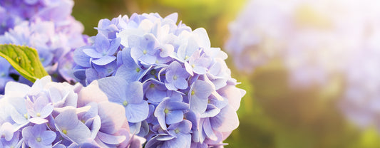Hydrangea (Yankee Candle Type) 繡球花