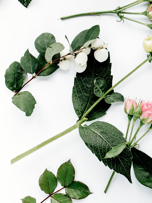 Eucalyptus & Spearmint (BBW Type) 薄荷尤加利