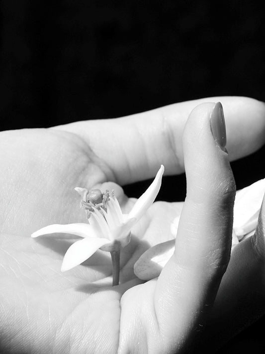 Neroli (Diptyque Type) 橙花