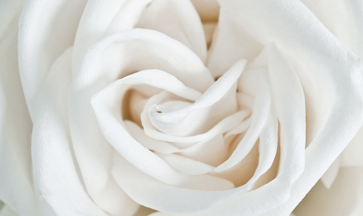 White Rose 白玫瑰