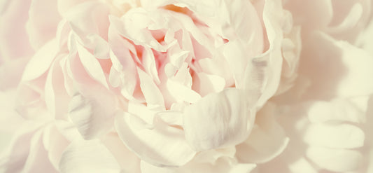 Peony & Blush Suede (J Type) 牡丹與胭紅麂絨