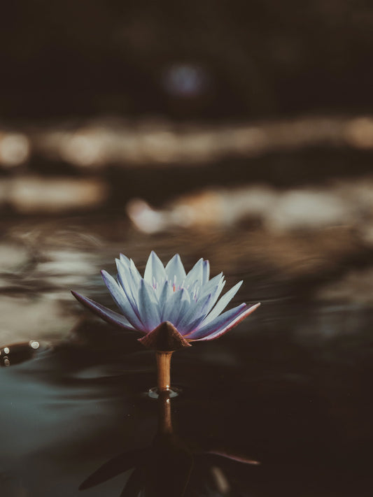 Dark Amber & Ginger Lily (JM Type) 黑琥珀與野薑花