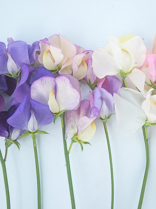 Garden Sweet Pea (YC Type)