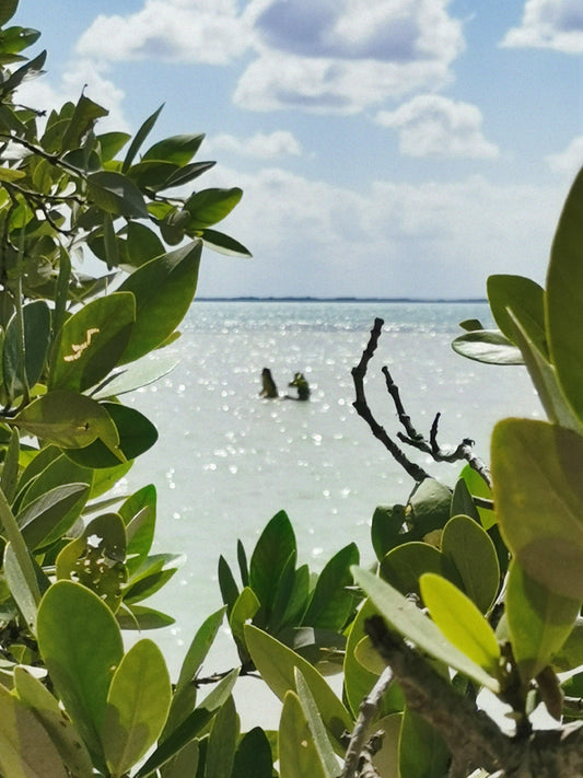 Mirto (Acqua di Parma Type)