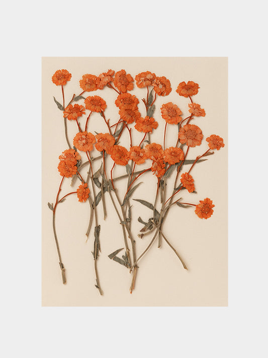 Orange Achillea Pressed Flower (15pcs/pk)