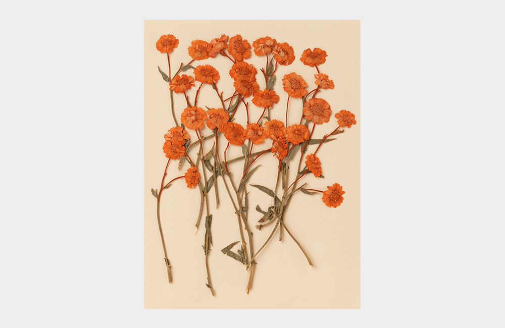 Orange Achillea Pressed Flower (15pcs/pk)