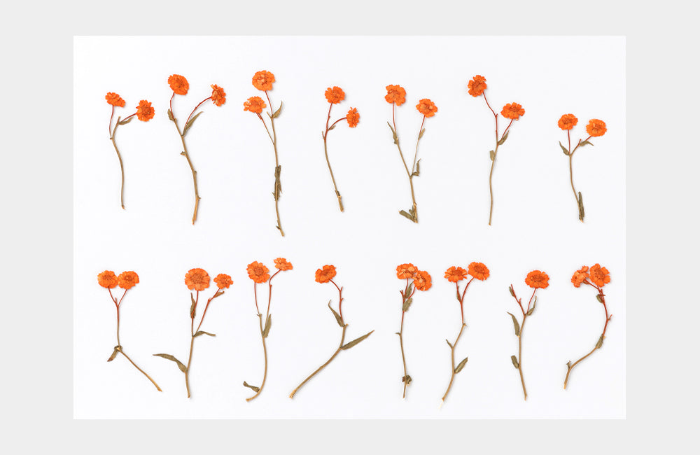 Orange Achillea Pressed Flower (15pcs/pk)