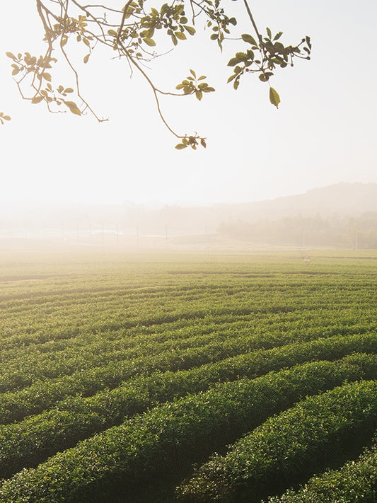 Green Tea Citrus (Balinese concept) 綠茶柑橘