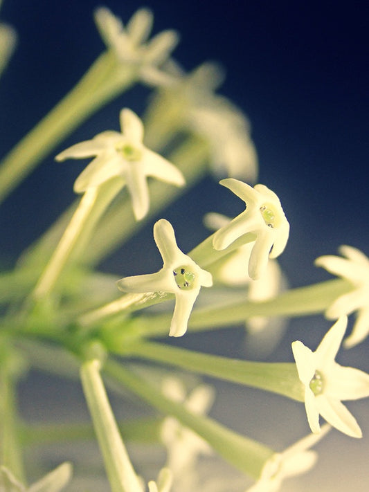 Do Son = Tuberose (D type) 杜桑