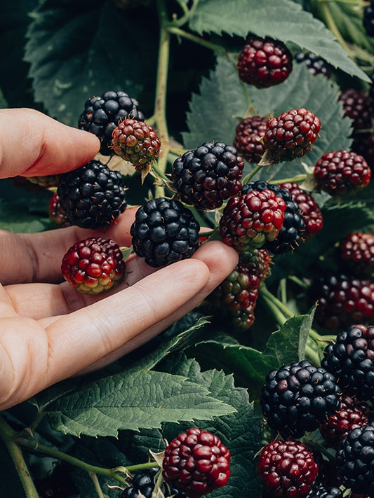 Blackberry & Bay (JM Type) 黑莓子與月桂葉