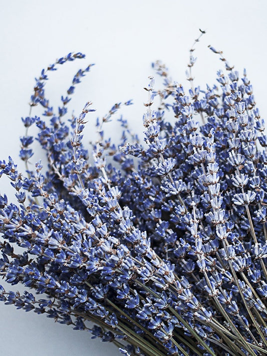 French Lavender 法國薰衣草