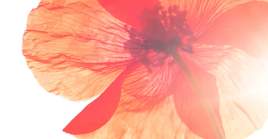 Flower By Kenzo (K Type)