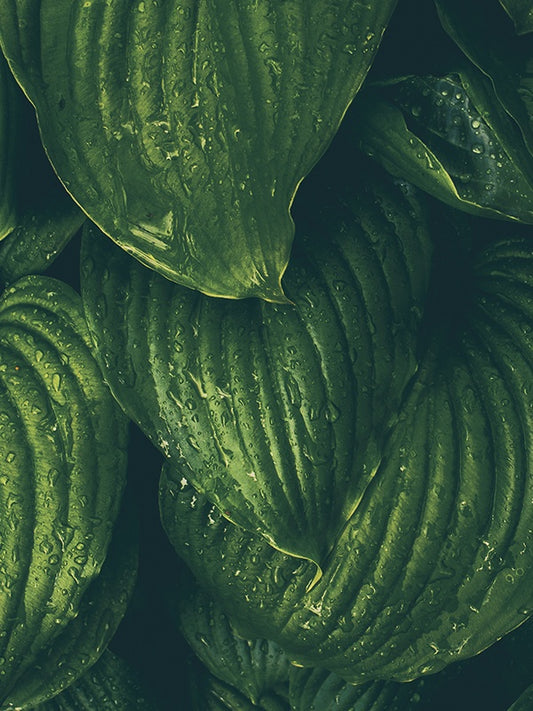 Wild Hosta & Willow 野生玉簪和柳樹