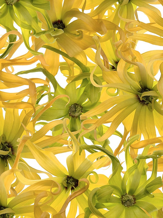 Eau Moheli (DiptyqueType) 依蘭之水